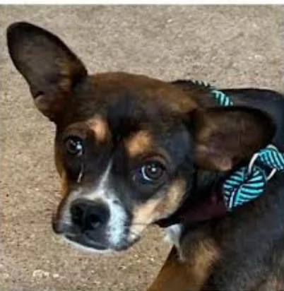 A young small-sized female Chihuahua dog named Peaches in TX for adoption in Cranston, RI