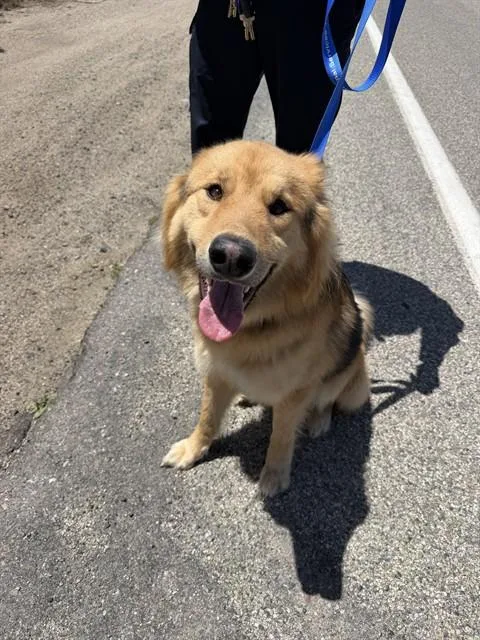 An adult large-sized male German Shepherd Dog dog named Chicken Biskit for adoption in Chula Vista, CA