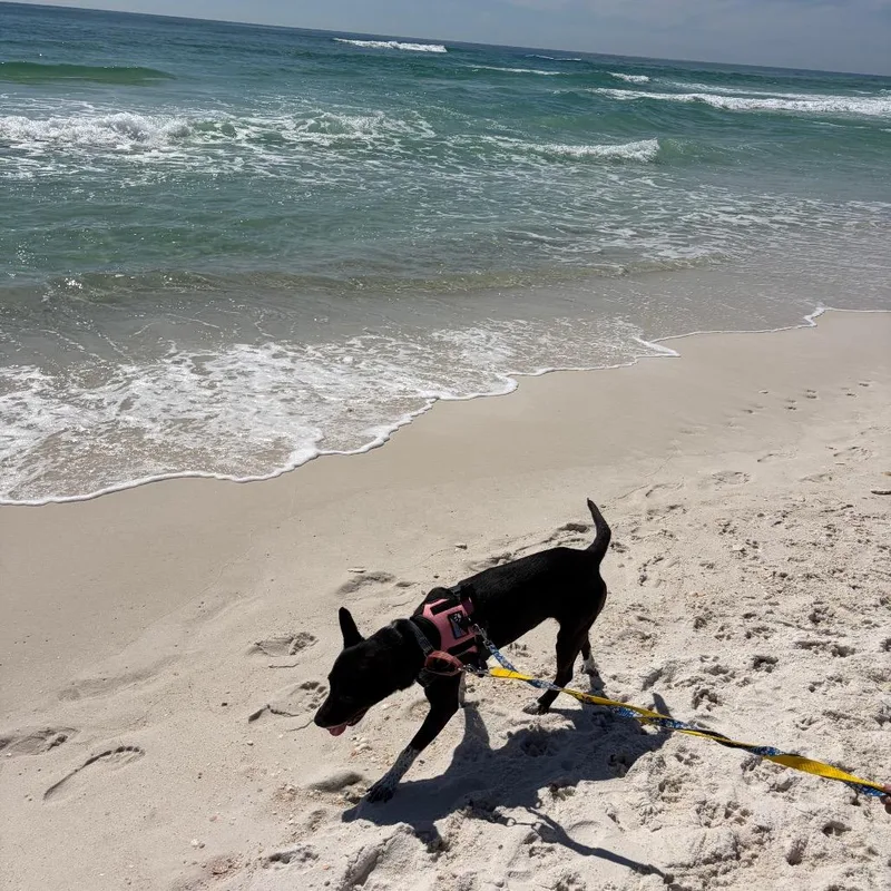 An adult medium-sized female Black Mixed Breed dog named Brooklyn for adoption in Pensacola, FL