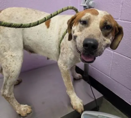 An adult large-sized female White / Cream Mixed Breed dog named 61684466 for adoption in El Paso, TX