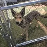 A young medium-sized male Bicolor German Shepherd Dog dog named Espresso for adoption in Edgewood, NM