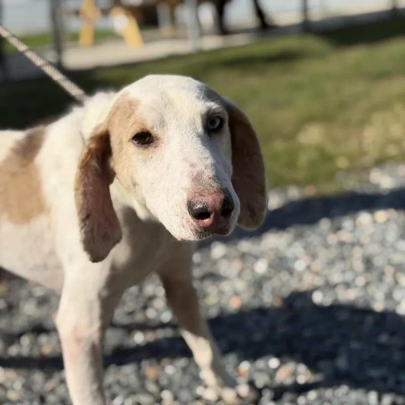 An adult medium-sized male Hound dog named Bandit for adoption in Gloucester, VA