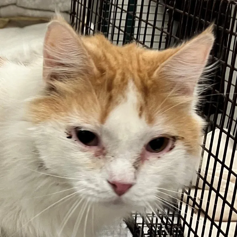 A young medium-sized male Orange / Red Domestic Medium Hair cat named Appa for adoption in Las Cruces, NM