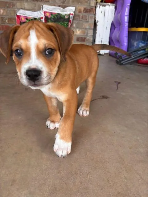 A baby medium-sized male Red / Chestnut / Orange Pit Bull Terrier dog named Messi for adoption in Wichita Falls, TX
