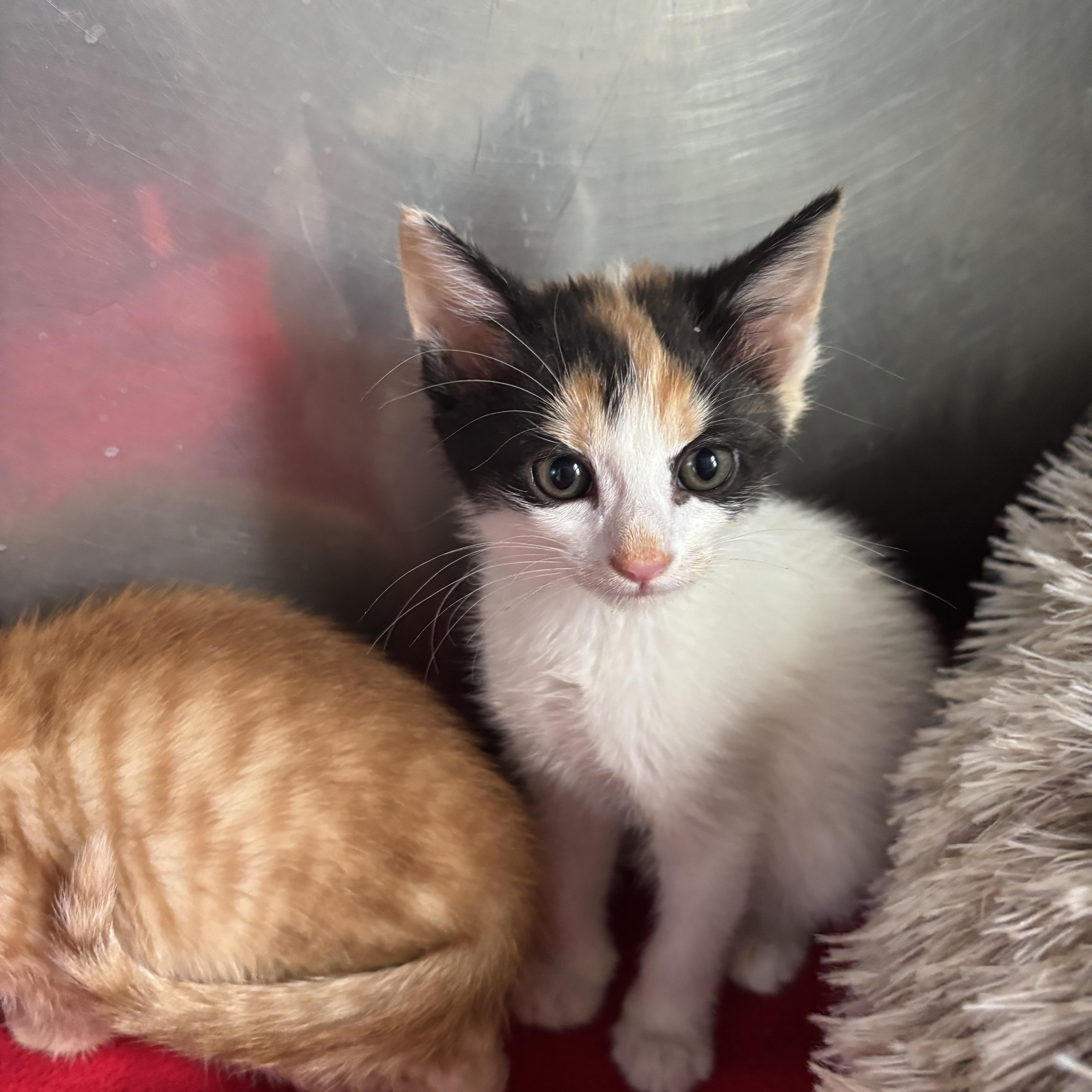 A baby small-sized female Calico Domestic Short Hair cat named Cali for adoption in Deming, NM