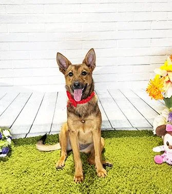 Briss thumbnail 3