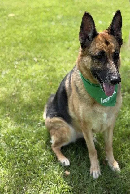 An adult extra large-sized female German Shepherd Dog dog named Tilly for adoption in Midland, VA