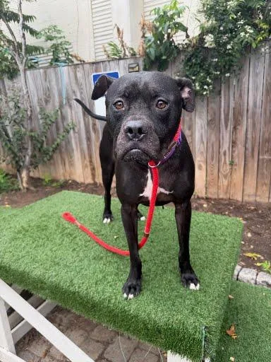 An adult large-sized male Boxer dog named Sherlock for adoption in Washington, DC