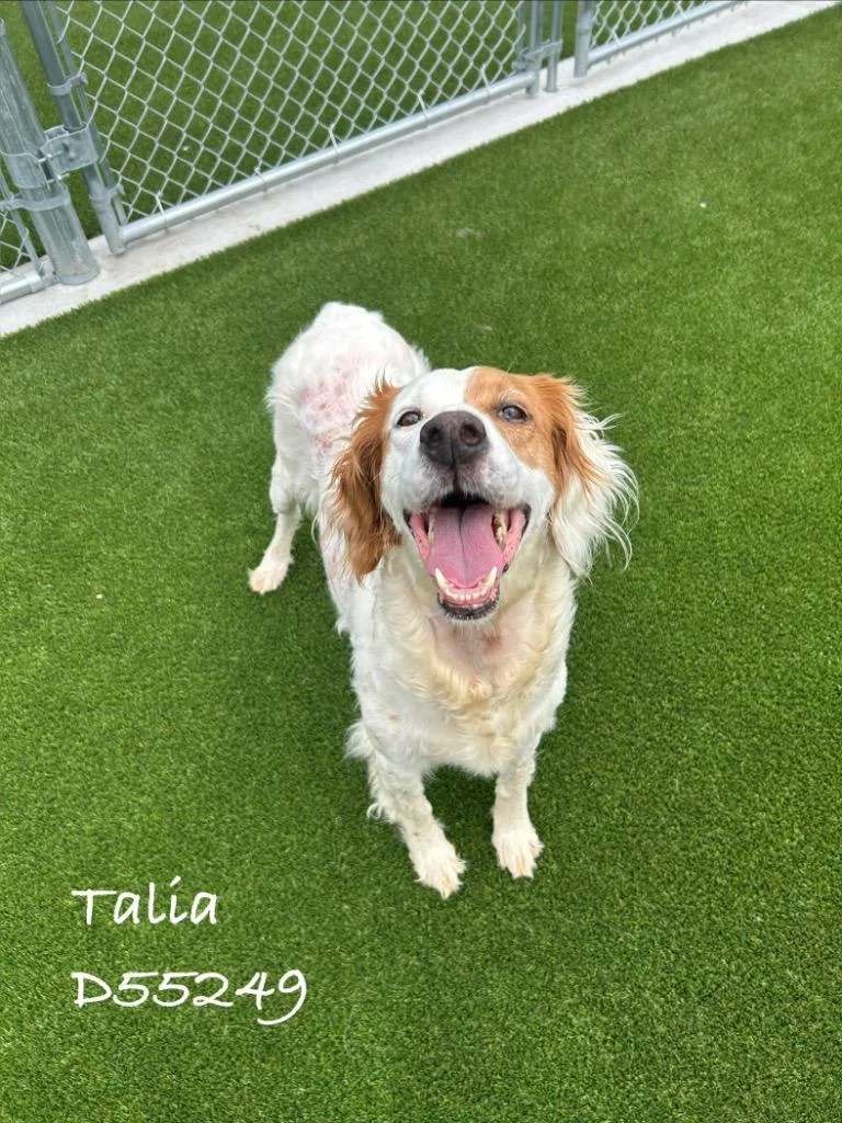 Talia