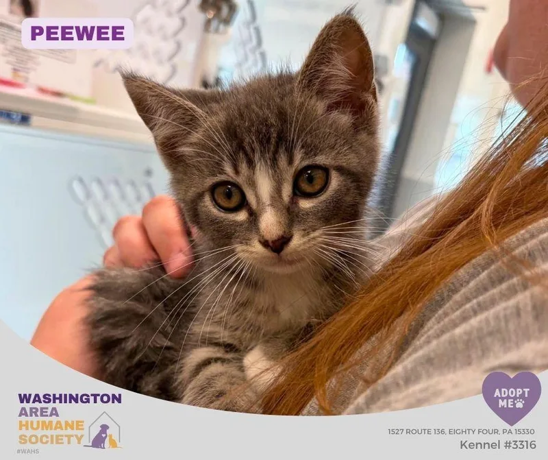 A baby small-sized male Domestic Medium Hair cat named Peewee for adoption in Eighty Four, PA