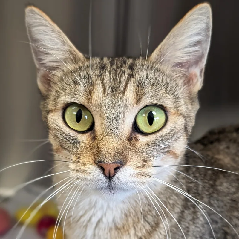 An adult medium-sized female Tabby (Brown / Chocolate) Domestic Short Hair cat named Marge Reduced Fee for adoption in Jefferson, WI