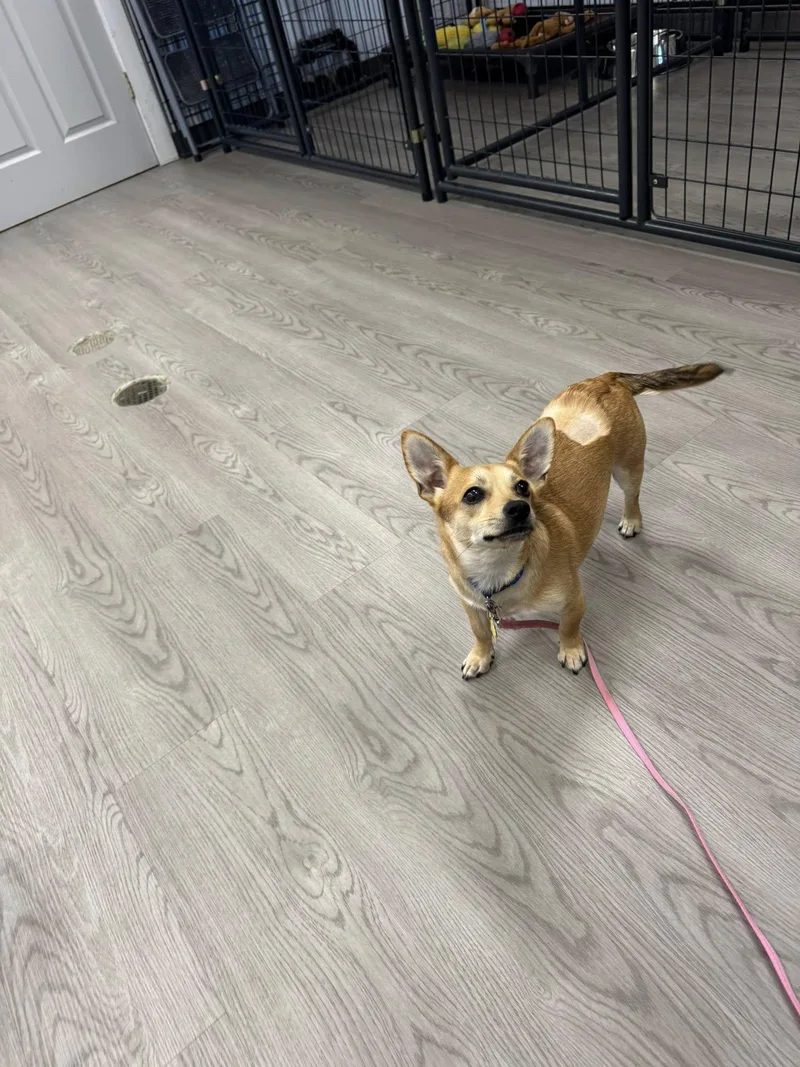 Schroeder thumbnail 2