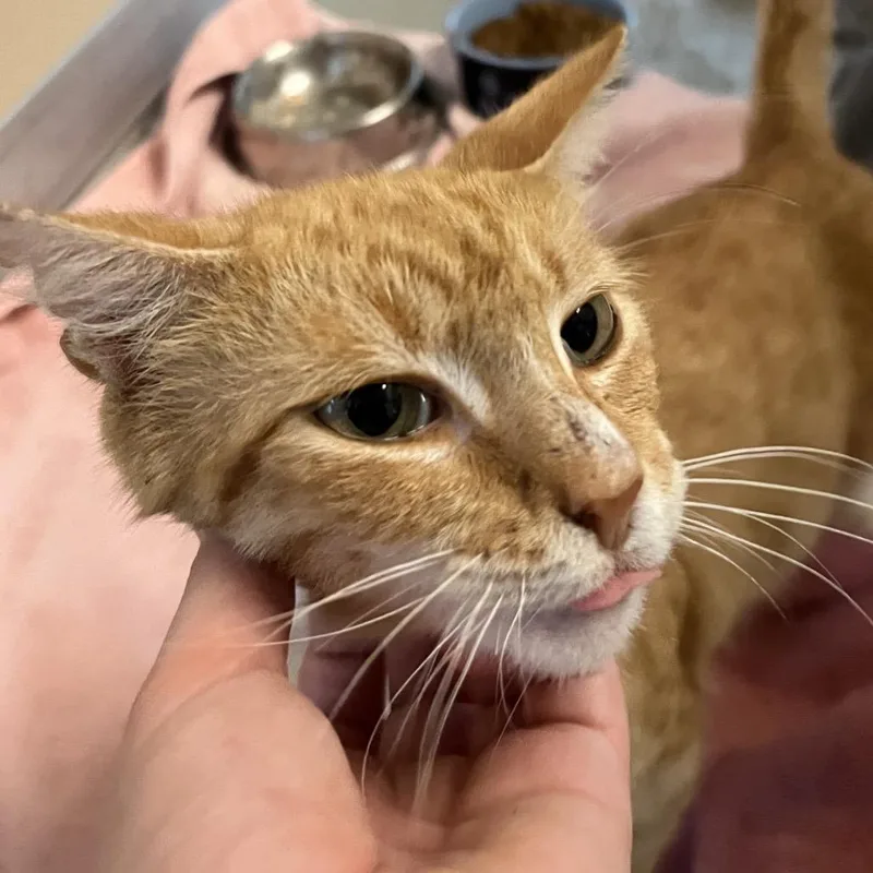 A young medium-sized male Orange / Red Domestic Short Hair cat named Justice for adoption in Leander, TX