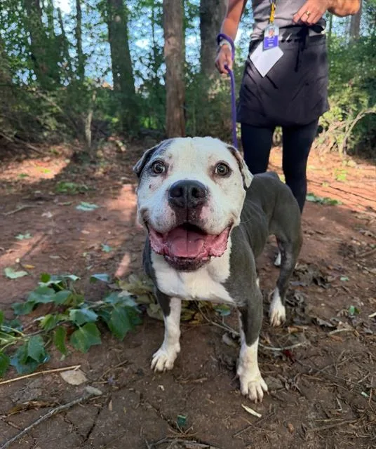 An adult large-sized male Pit Bull Terrier dog named Tillman for adoption in Charlotte, NC