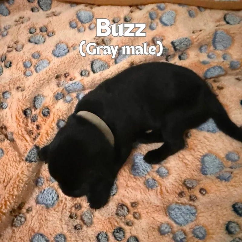 A baby small-sized male Black German Shepherd Dog dog named Buzz for adoption in Tulsa, OK