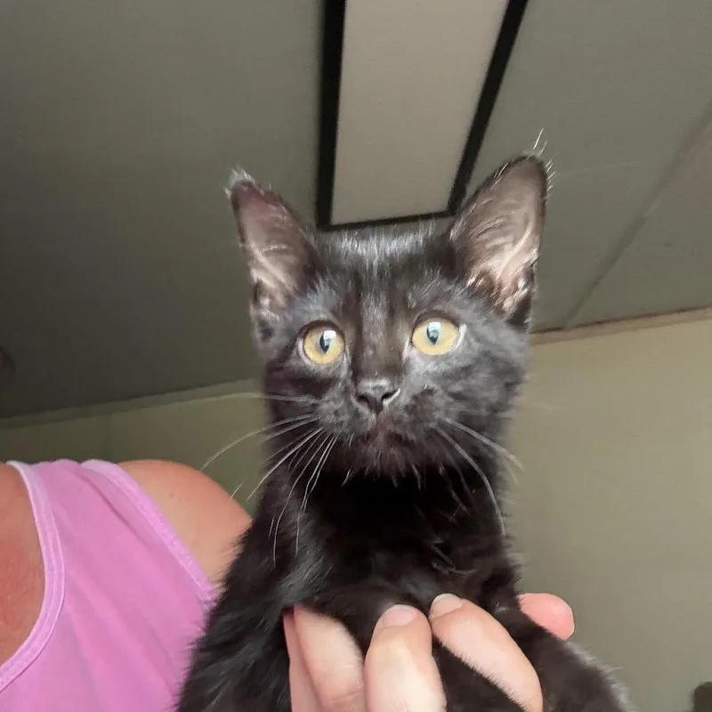 A baby small-sized female Black Domestic Short Hair cat named Monkey for adoption in Hattiesburg, MS