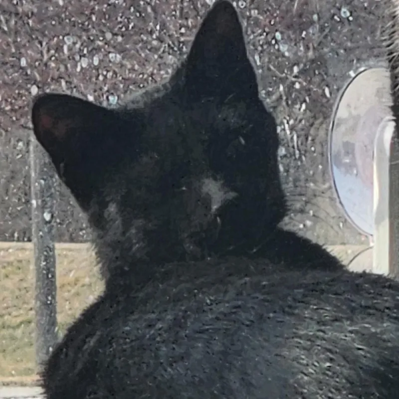 A young medium-sized female Black & White / Tuxedo Domestic Short Hair cat named Zelda for adoption in Tama, IA
