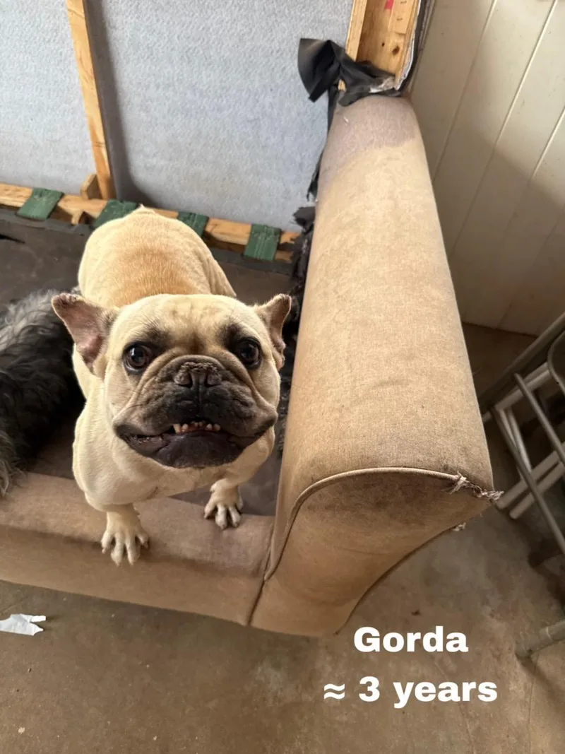 Gorda