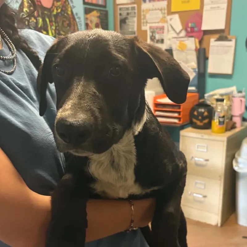 A baby medium-sized male Black German Shepherd Dog named Pluto for adoption in Stephenville, TX