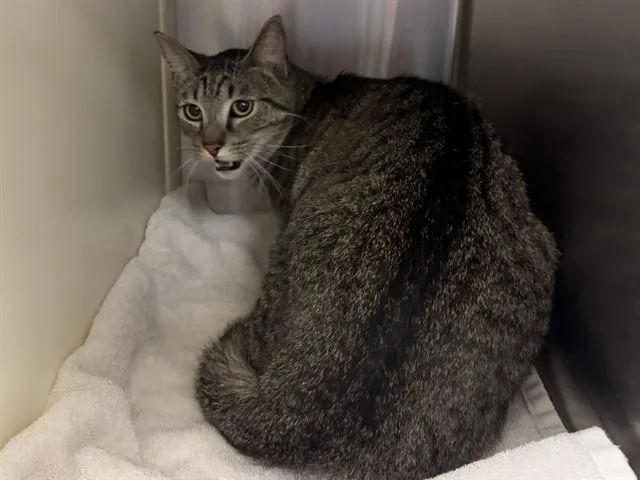 Simba