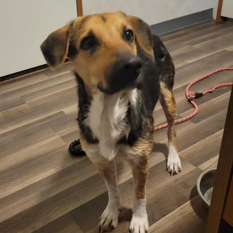 Rowdy Prev Stiller Jum thumbnail 3