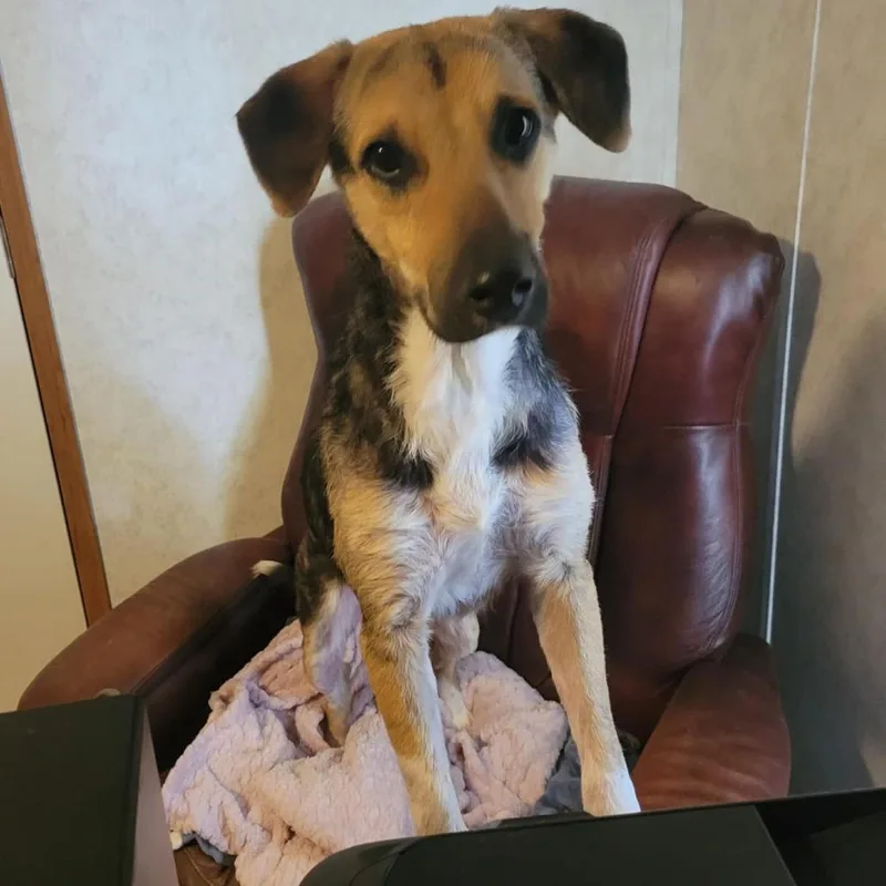 Rowdy Prev Stiller Jum thumbnail 6