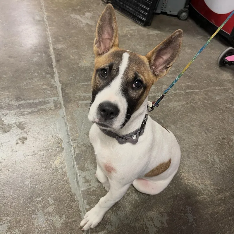 A young medium-sized female Bull Terrier dog named Roxie for adoption in Mobile, AL