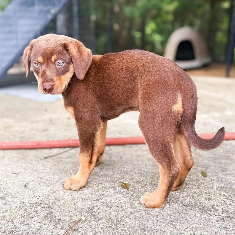 A baby large-sized male Mixed Breed dog named Kris Soare for adoption in Groveland, MA