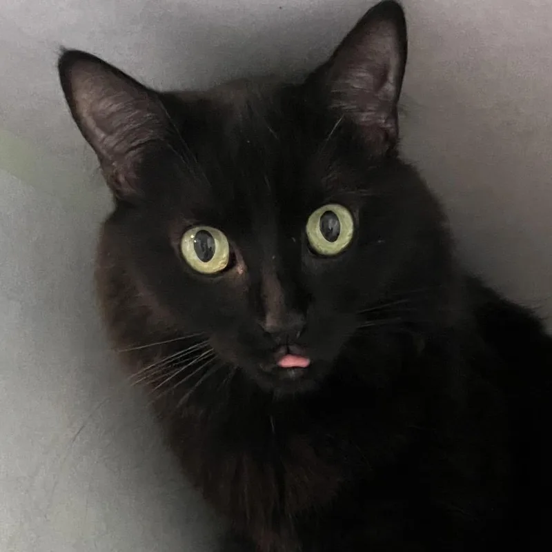 An adult medium-sized female Black Domestic Short Hair cat named Ashley for adoption in Sarasota, FL