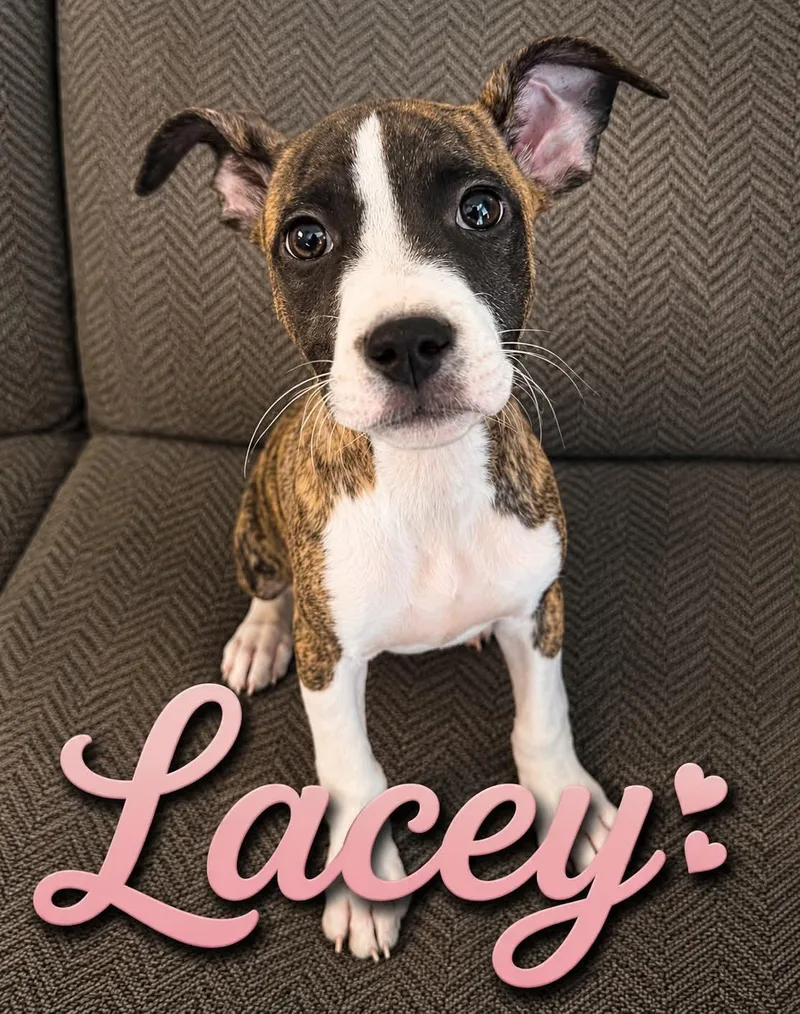 A baby medium-sized female Mixed Breed dog named Lacey for adoption in Hop Bottom, PA