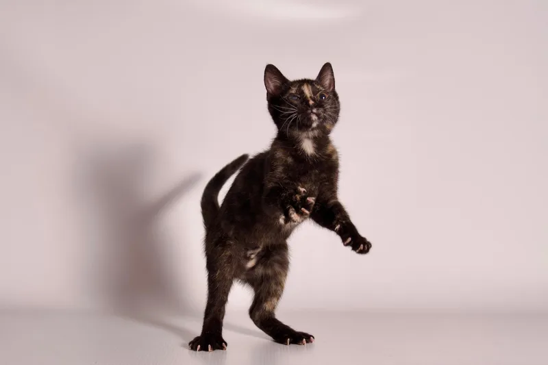 A baby medium-sized female Tortoiseshell Domestic Short Hair cat named Dazzle for adoption in Riverside, CA