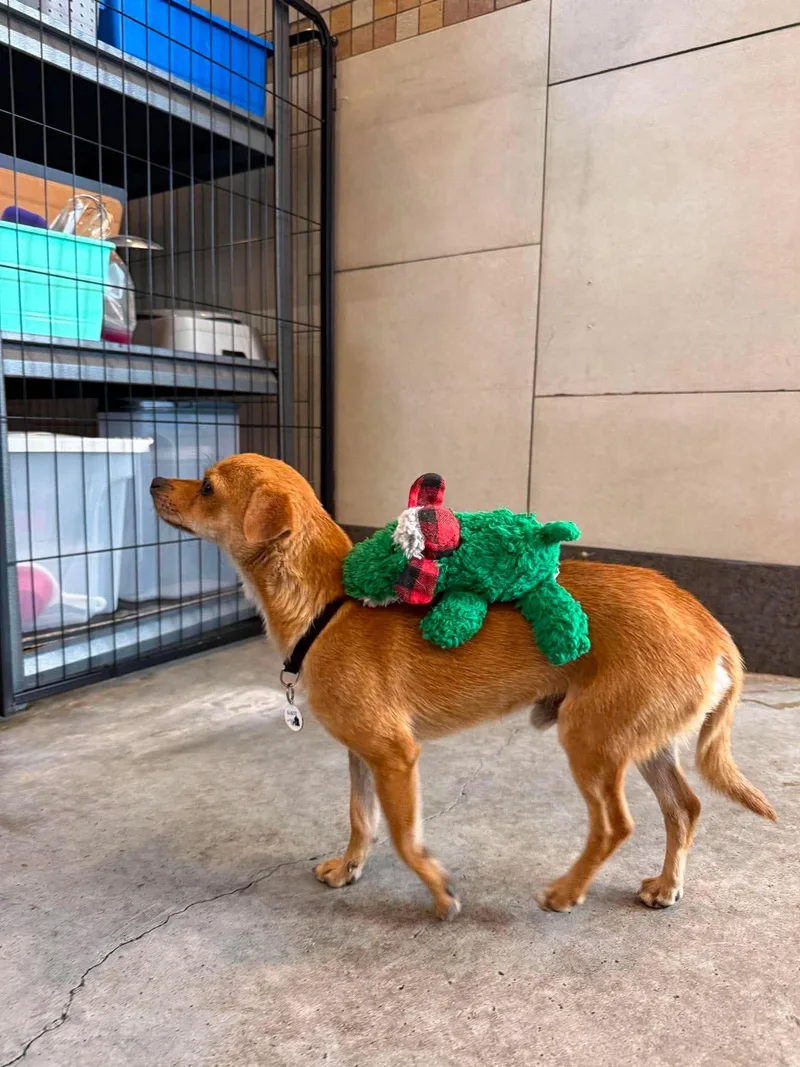 A young small-sized male Yellow / Tan / Blond / Fawn Chihuahua dog named Dexter for adoption in Phoenix, AZ