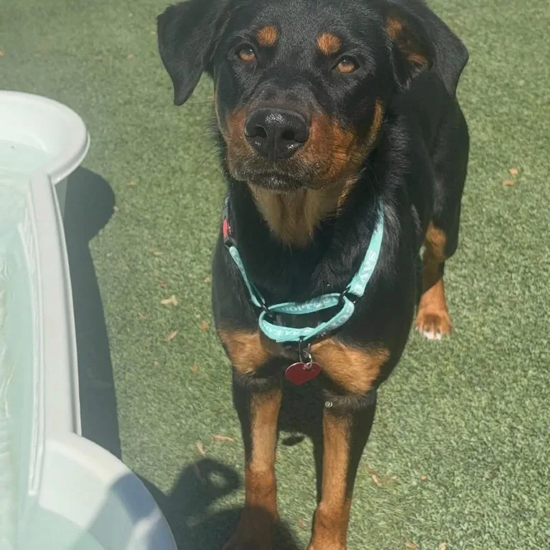 A young large-sized female Black Rottweiler dog named Omni Grace for adoption in Tacoma, WA