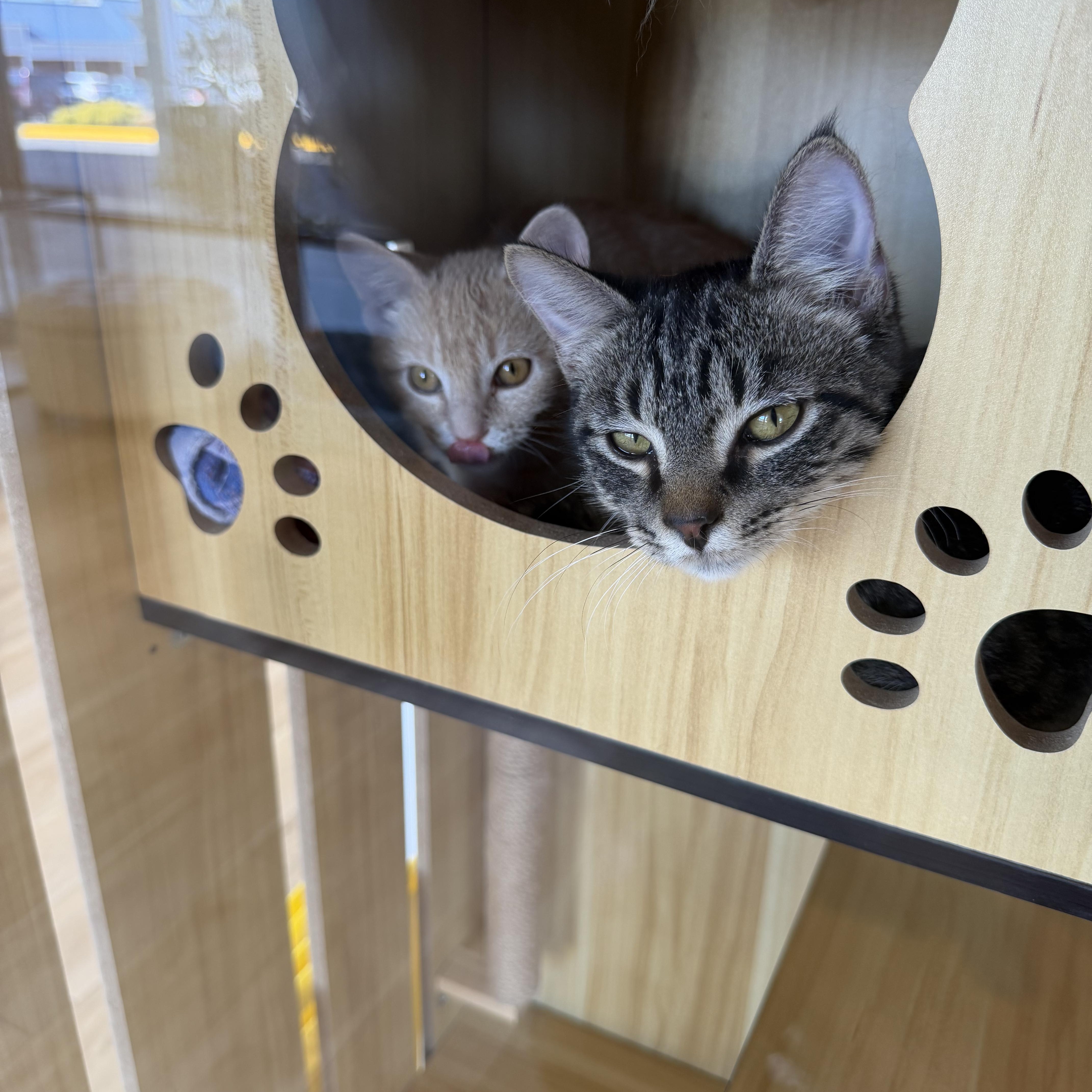 A baby small-sized male Tabby (Brown / Chocolate) Domestic Short Hair cat named Theo And Hunter for adoption in Fairfax Station, VA