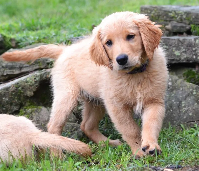 A baby large-sized male Golden Retriever dog named Shadow for adoption in Germantown, TN