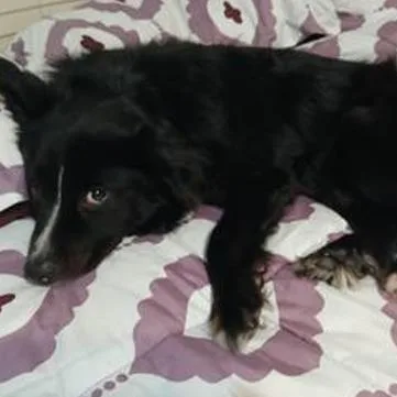 A senior medium-sized female Border Collie dog named Maggie Moo for adoption in Dallas, TX