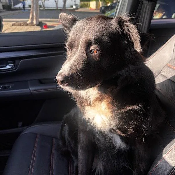 Maggie Moo thumbnail 3