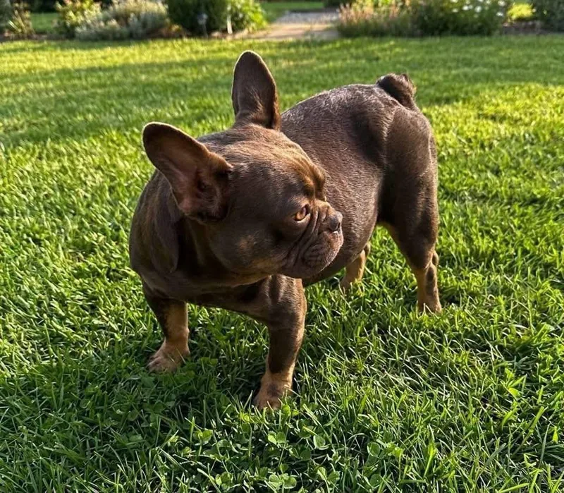 An adult small-sized female French Bulldog dog named Penny for adoption in Rockwall, TX
