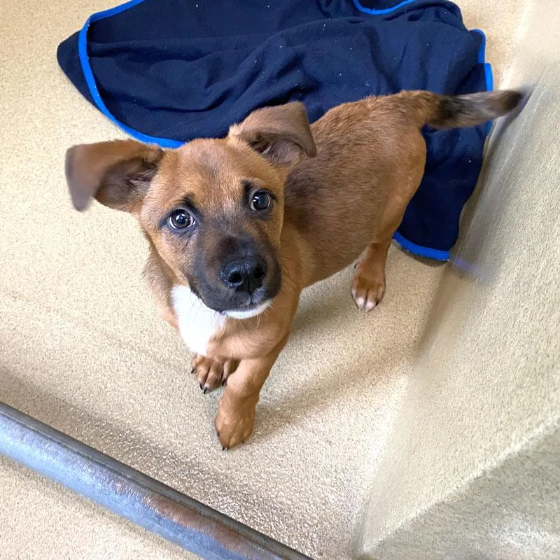 A baby medium-sized male Bicolor Shepherd dog named Ipsy for adoption in Monroe, GA