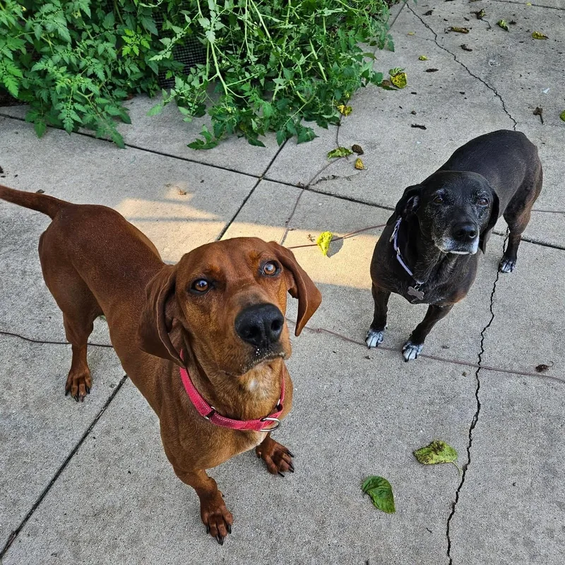 A young large-sized male Coonhound dog named Hank for adoption in McHenry, IL