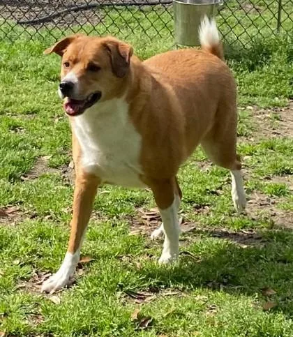 An adult large-sized male Labrador Retriever dog named Judd for adoption in Conway, SC