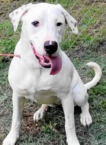 A young medium-sized female Mixed Breed dog named Nala for adoption in Chelmsford, MA