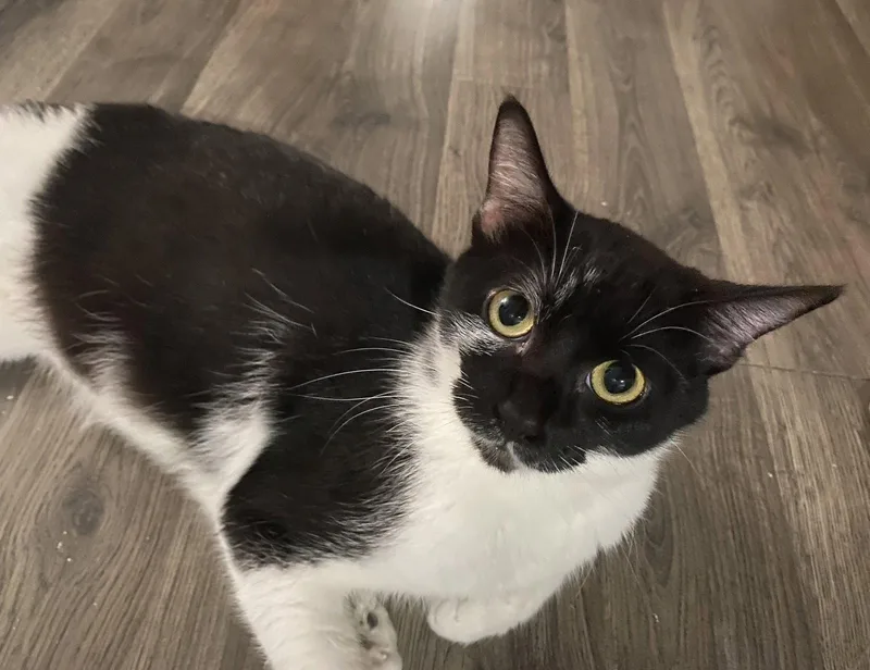 An adult medium-sized female Black & White / Tuxedo Domestic Short Hair cat named Sugar Sugar for adoption in Kansas City, MO