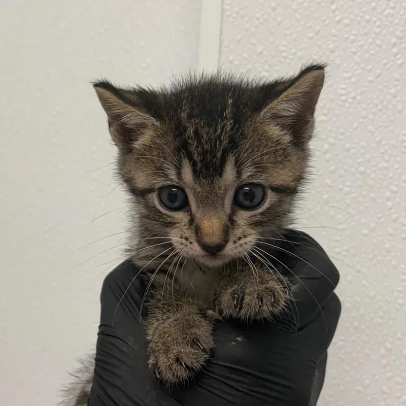 A baby small-sized female Brown / Chocolate Domestic Short Hair cat named Miss Wordwide for adoption in Abilene, TX