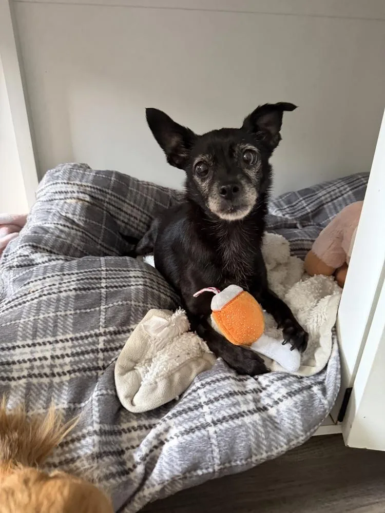 A senior small-sized female Tricolor (Brown, Black, & White) Chihuahua dog named Ivy for adoption in Mooresville, NC