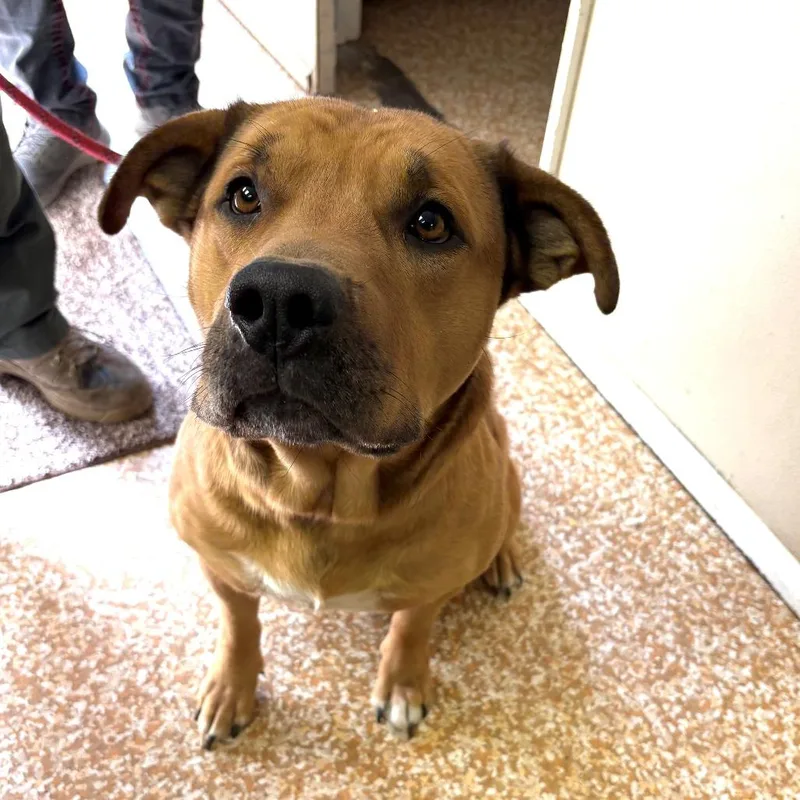 An adult large-sized male American Staffordshire Terrier dog named Leo for adoption in Chehalis, WA