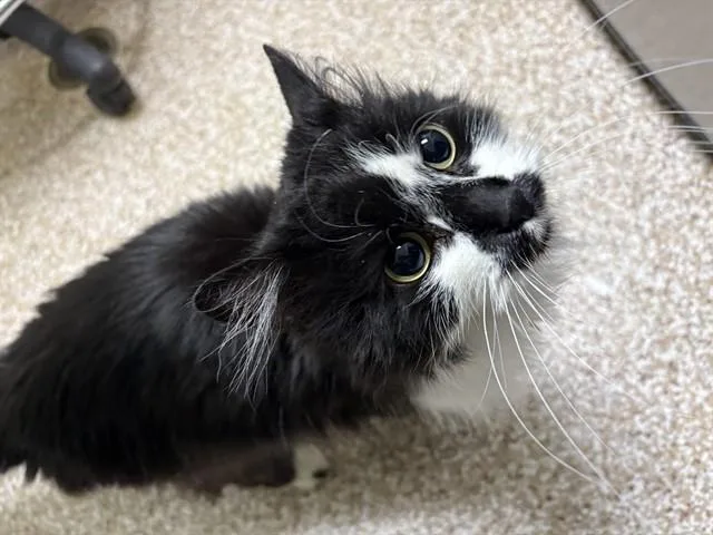 An adult small-sized female Domestic Short Hair cat named Mara for adoption in Pueblo, CO