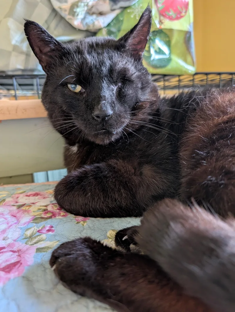 An adult large-sized male Black Domestic Short Hair cat named Captain Jack for adoption in Morganton, NC