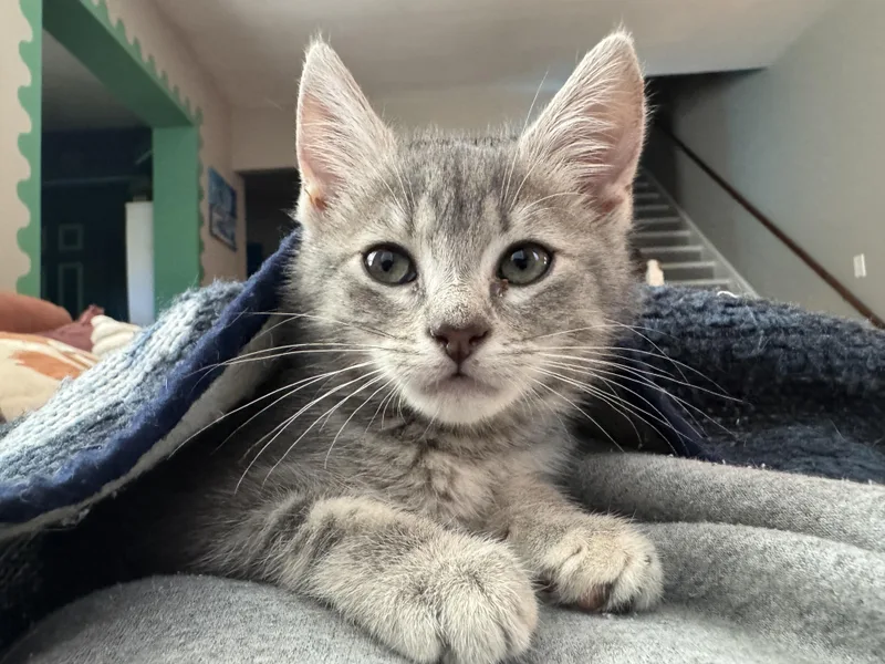 A baby medium-sized female Tabby (Gray / Blue / Silver) Domestic Short Hair cat named Bleu for adoption in Seneca, SC