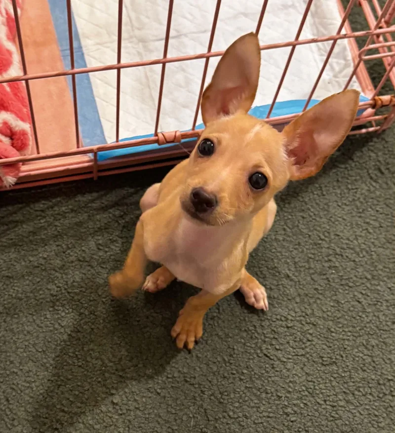 Chico